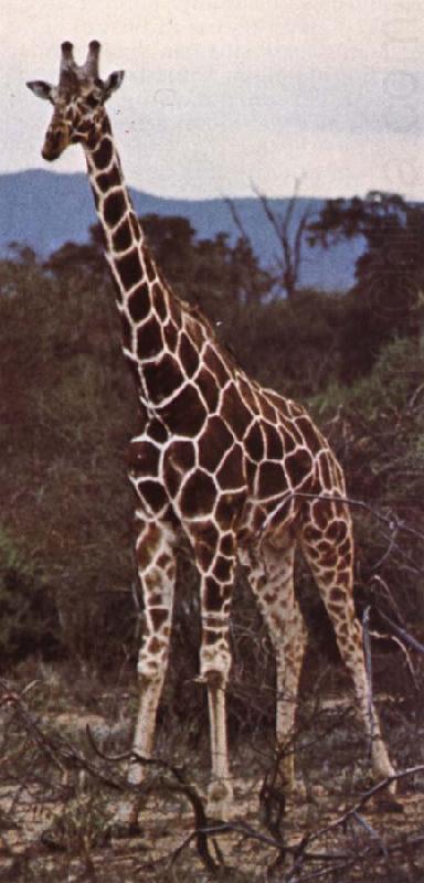 Livsrummet had shrank ago giraffe pa its hemkontinent, unknow artist
